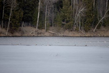 Kışın donmuş göl