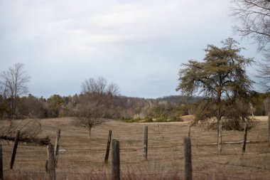 Bulutlu mavi arkaplanı olan bir çimen manzarası