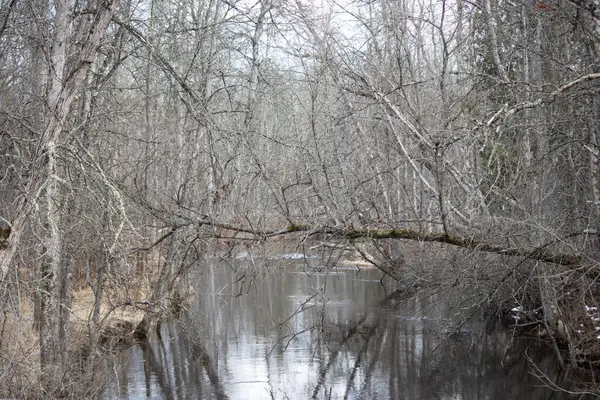 Nehir ve ormanlı bahar manzarası