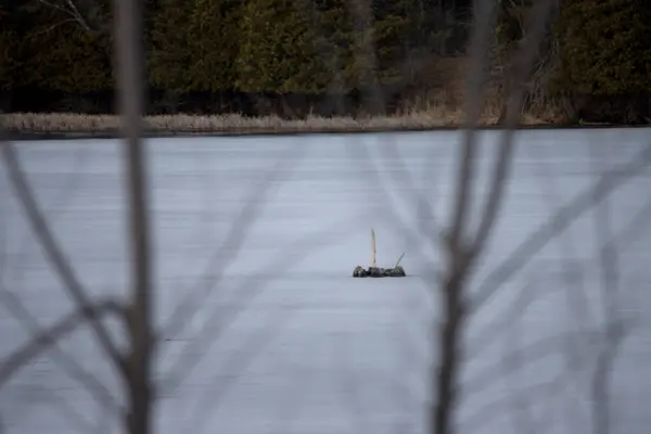 Ormanda gölü olan kış manzarası