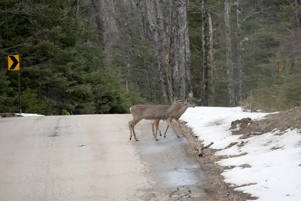 Kanada kayalıklarında vahşi geyik, Kanada