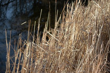Sonbaharda kıyıda sazlar.