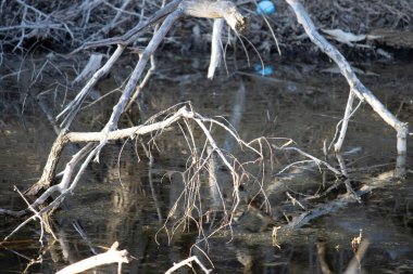 Ormanda ölü ağaçlar ve dallar.
