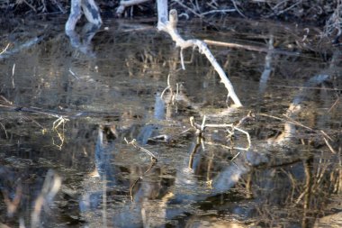 Yansımalar ve suya saplanmalar