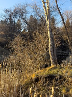 Akşam güneşinde ilkbahar ağaçları
