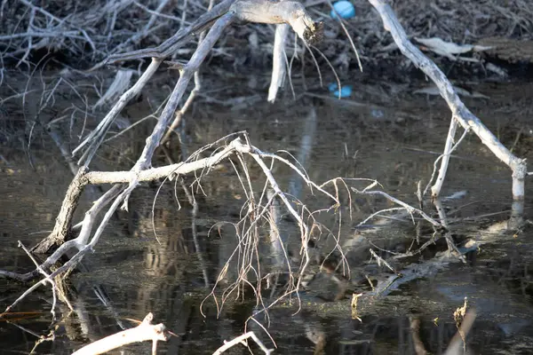 Ormanda ölü ağaçlar ve dallar.