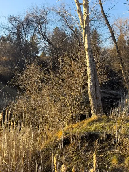 Akşam güneşinde ilkbahar ağaçları