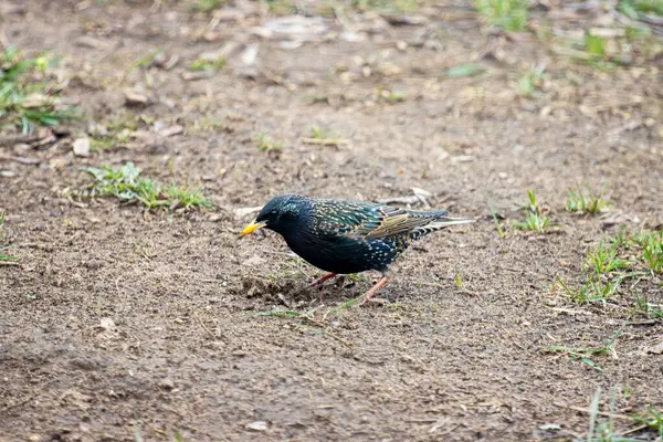 Otların arasındaki sığırcık.