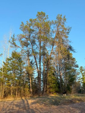 Baharda çam ağaçları ve orman
