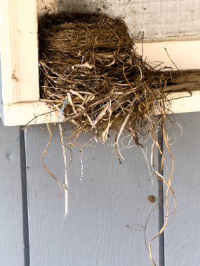 Beyaz ve mavi tüylü yuva