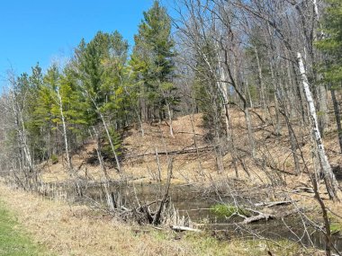 İlkbaharda ağaçlarla çevrili güzel bir orman görüntüsü.