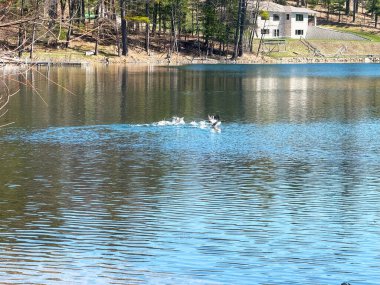 Gölde yüzen bir grup insan.