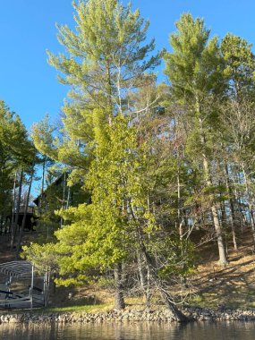 Sonbaharda göl ve orman.