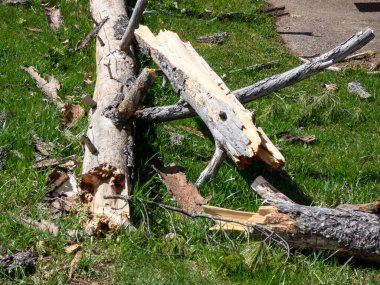 Ormandaki kırık kütük