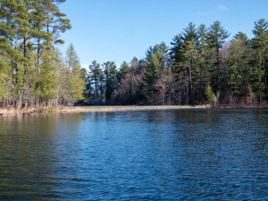 Ormanda ağaçlarla çevrili küçük bir göl.