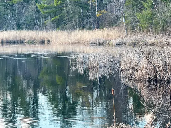 Kış ormanında göl