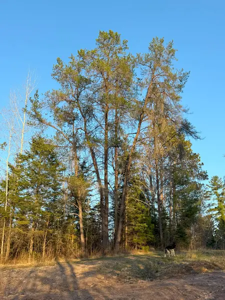 Baharda çam ağaçları ve orman