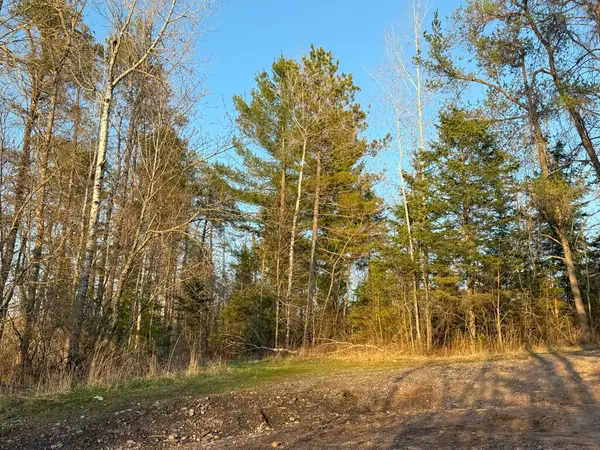 Kırsal kesimde güzel bir orman manzarası