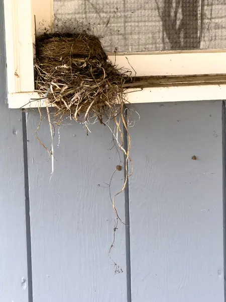 Evdeki ahşap bir duvarda kuş yuvası