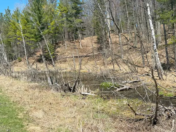 Ormanın güzel manzarası