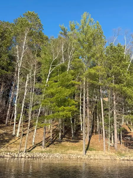 Güneşli bir günde göl ve çam ağaçları