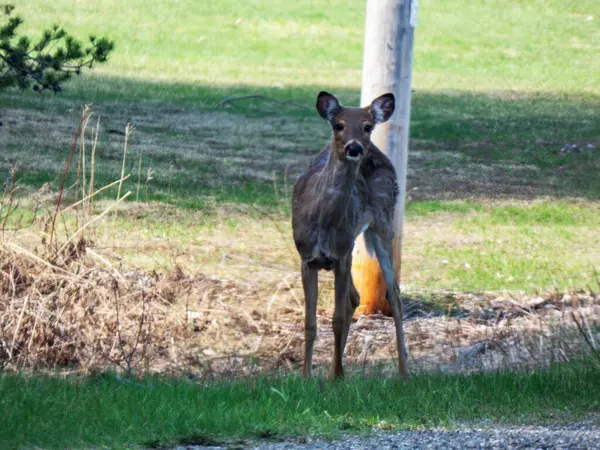 ormanda bir Kızıl geyik