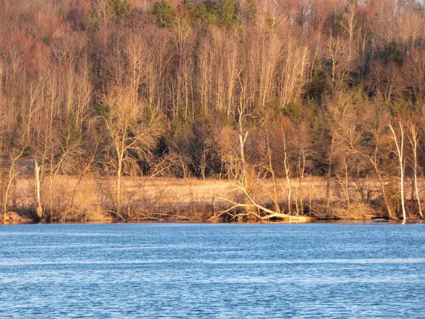 İlkbahar ormanında göl