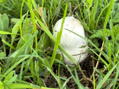 Yerde beyaz bir top ile yeşil çimen