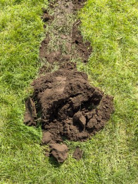 Yeşil çimenlikteki siyah toprak yığını