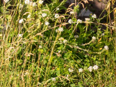 Çayırdaki beyaz çiçekler, yaz.