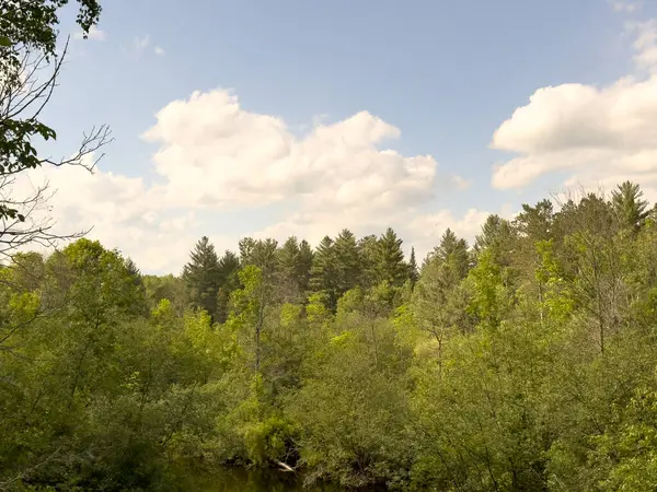 Ormanda küçük bir nehir.