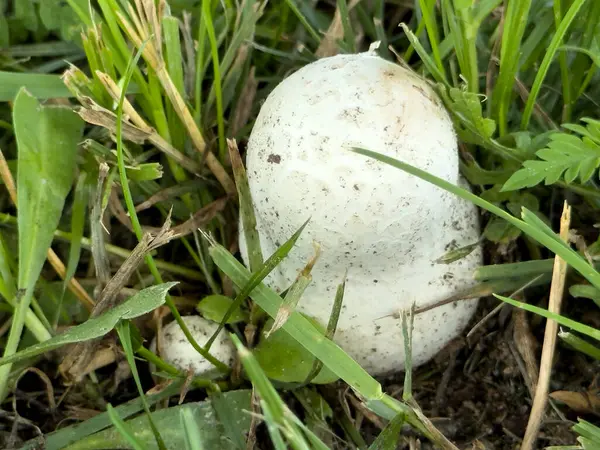 Yeşil çimlerde mantar