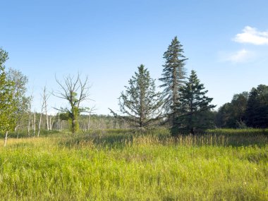 Yaz mevsiminde bataklık