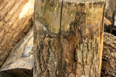 Ahşap doku arka planı. doğal arkaplan.