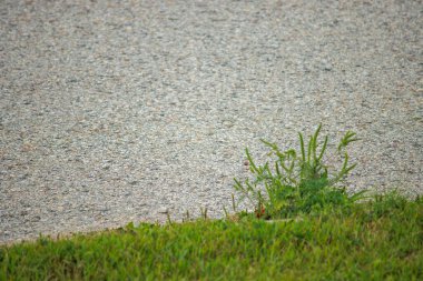Beton duvardaki yeşil çimenler