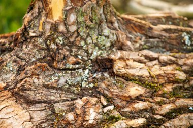 Ağaç kabuğu arka planı. Doğa, ahşap arka plan dokusu.