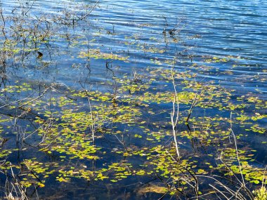 Ormandaki göl, doğa, çevre, su, orman