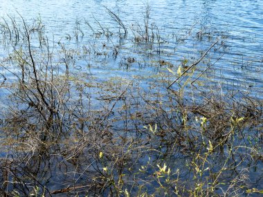 Nehrin suyunda sazlar