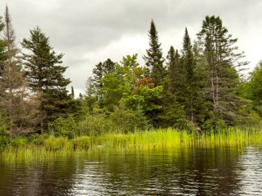 Yazın gölde sazlar