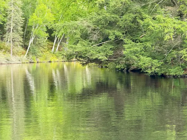 Ormanda küçük bir nehir.