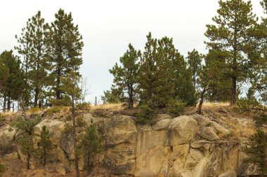 Ormandaki bir kayanın üzerindeki çam ağaçları