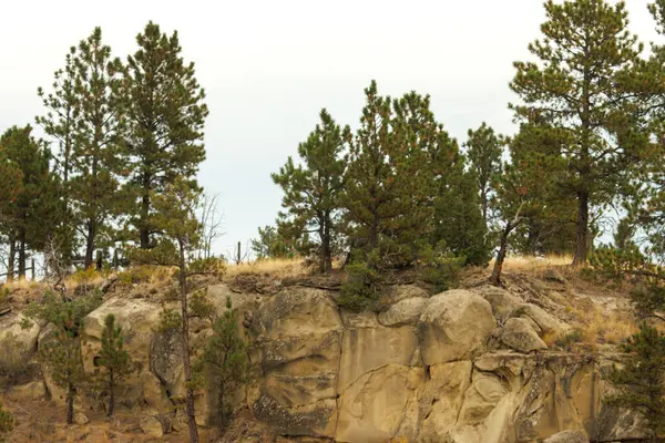 Ormandaki bir kayanın üzerindeki çam ağaçları