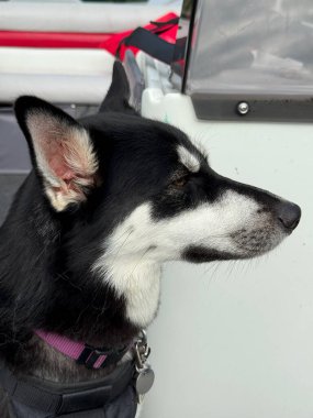 Arabada bir köpek var.