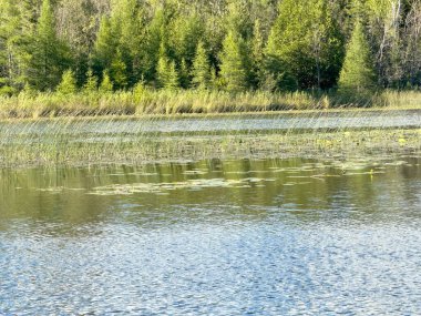 Büyük gölü olan bir ormanda göl.