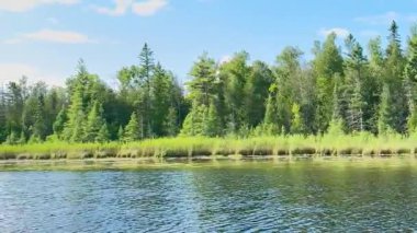 Bir yaz günü gölde esintili, güneşli bir orman kıyısı.