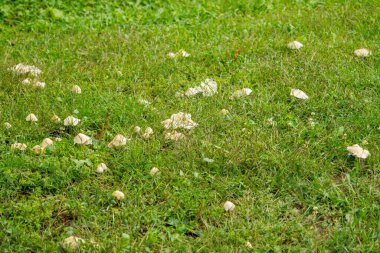 Bahçedeki yeşil çimenler
