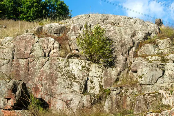 Kayalık kayalıklarda büyüyen bitki örtüsü