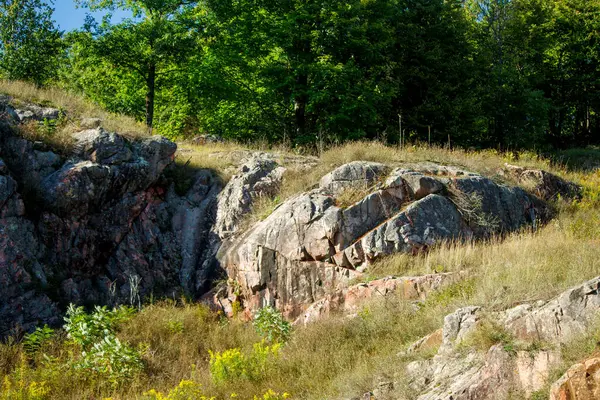 Ormanın güzel manzarası