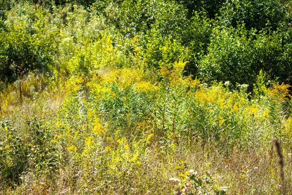 Güneşli bir günde sarı çimenli yaz manzarası