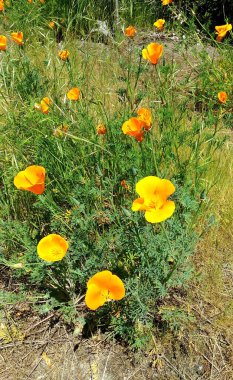 Bahçedeki güzel çiçekler